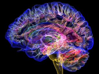 肏大屄屄高潮了视频大脑植入物有助于严重头部损伤恢复